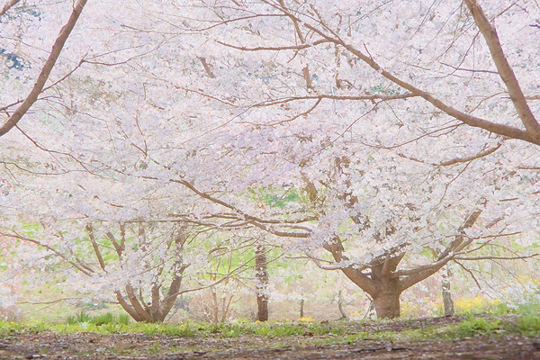 安楽寺 桜