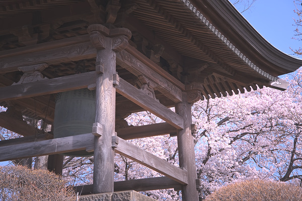 長久寺 桜 鐘楼