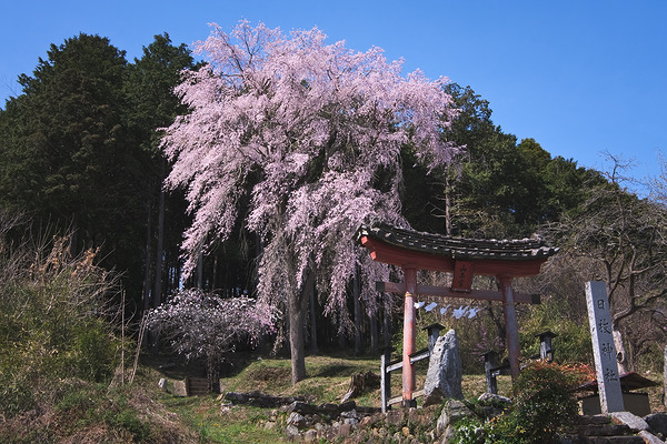 日枝神社 枝垂れ桜