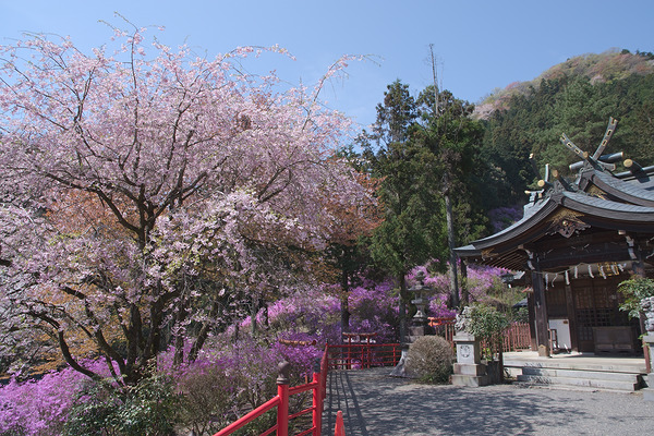 今熊神社 拝殿 ミツバツツジ 桜