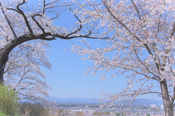 稲荷山公園展望台 桜