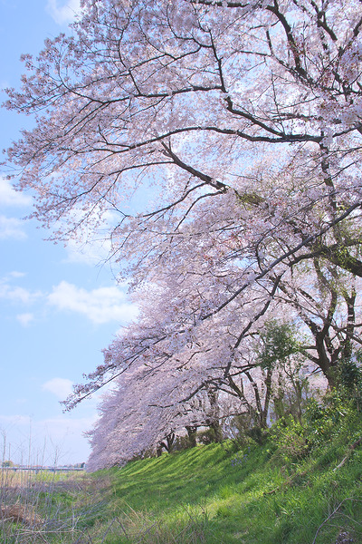 入間リバーサイドの桜並木 桜