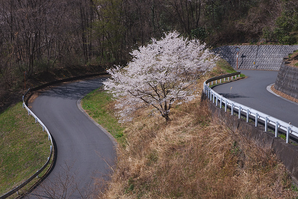 林道梨子ノ木線の一本桜 桜