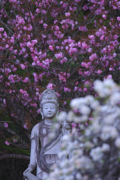 霊山院 桜 八重桜 石像