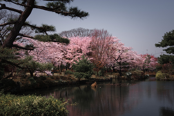 狭山池公園 桜