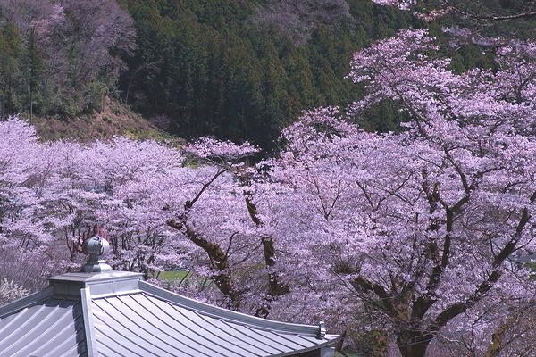 新福寺 桜