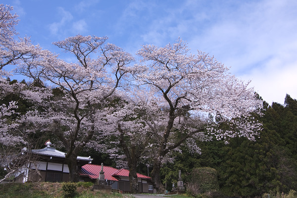 新福寺 桜