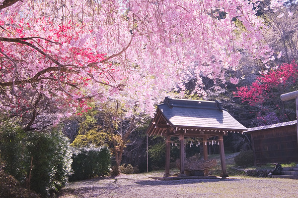 白髭神社（中藤中郷） 桜