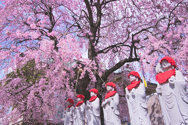 多聞寺 枝垂れ桜 地蔵