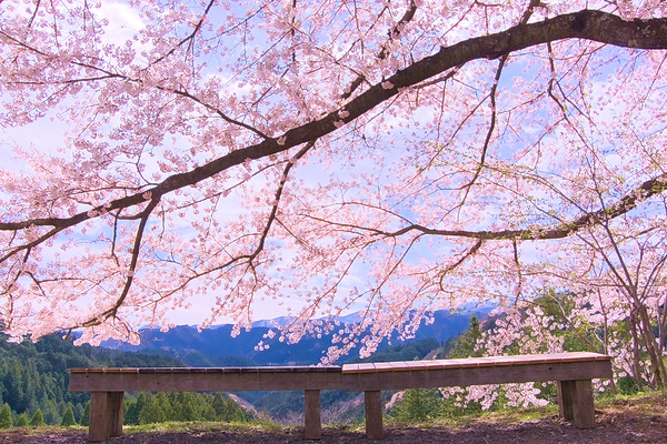 八徳の一本桜 桜