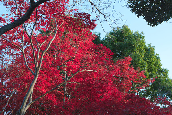 上尾丸山公園 紅葉