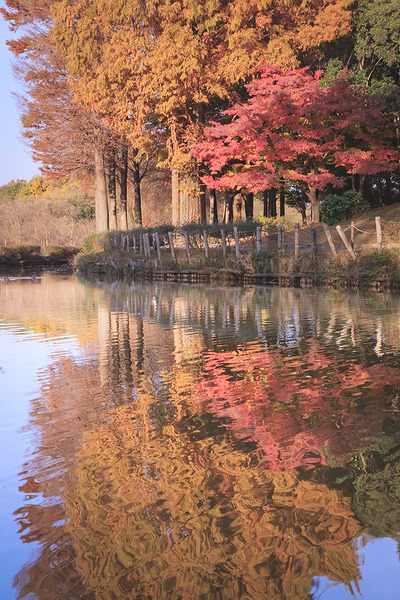 上尾丸山公園 紅葉