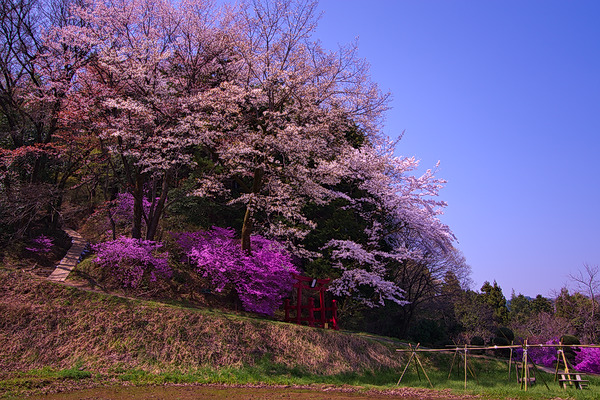 網代弁天山公園 桜