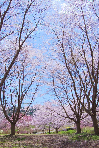 安楽寺 桜