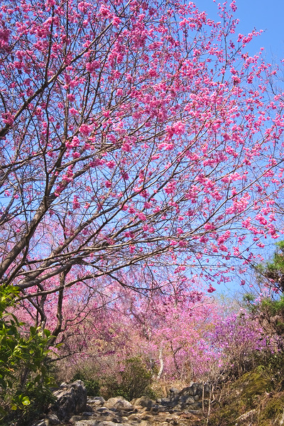安州寺 桜