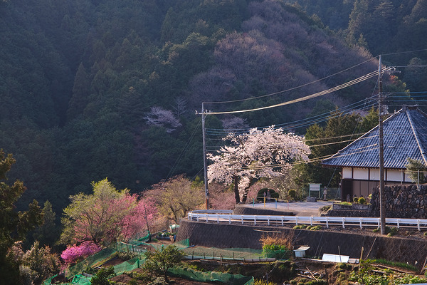 安州寺 桜 風景