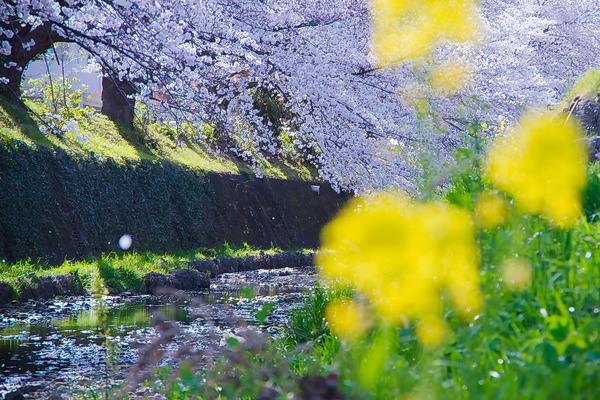 東川 桜 桜吹雪 菜の花