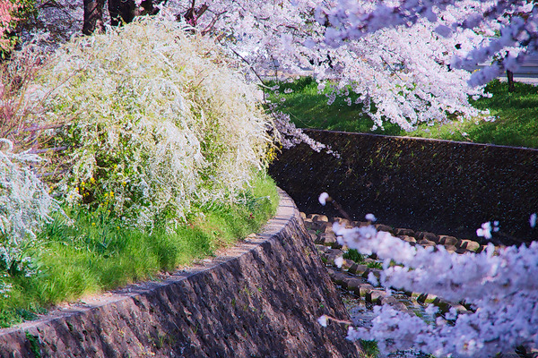 東川 桜　桜吹雪 ユキヤナギ