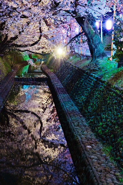 東川 桜 夜桜
