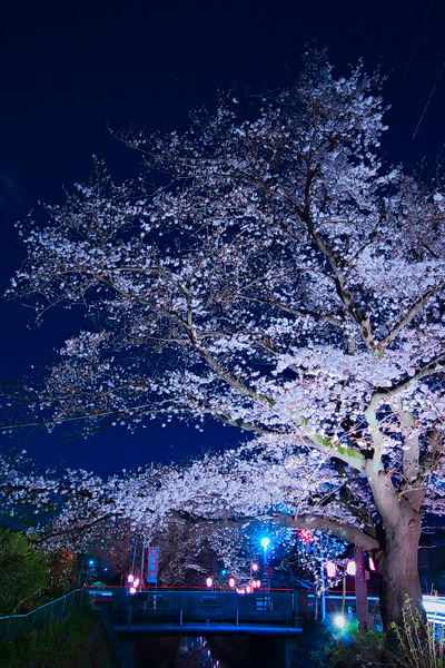 東川 桜 夜桜