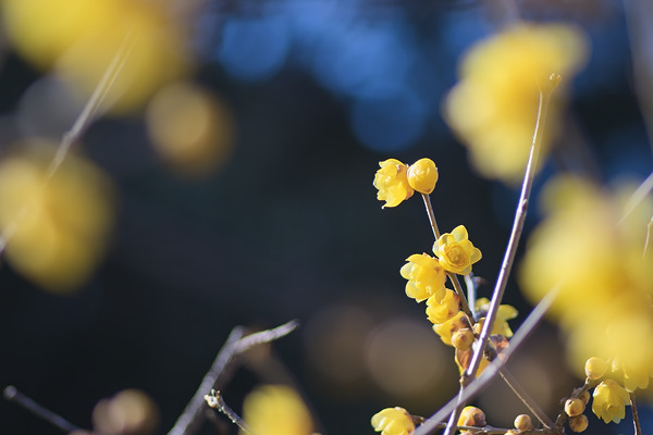 智光山公園 ロウバイ