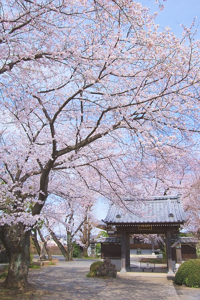 長福寺 桜