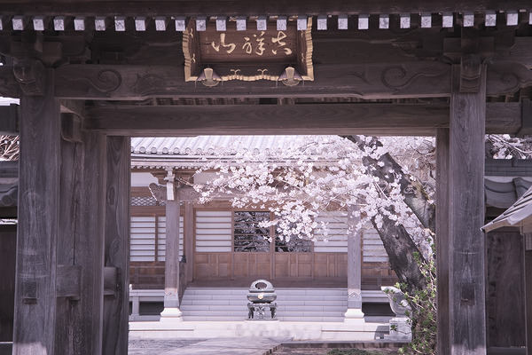 長福寺 桜