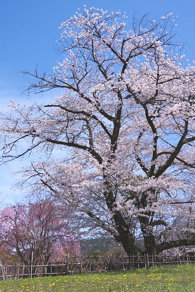 長泉院 桜