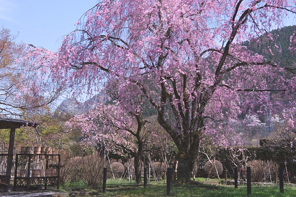 長泉院 桜