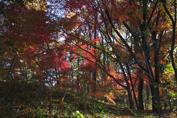 淵の森緑地 紅葉
