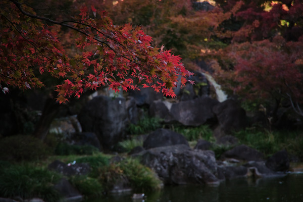 府中の森公園 紅葉 日本庭園