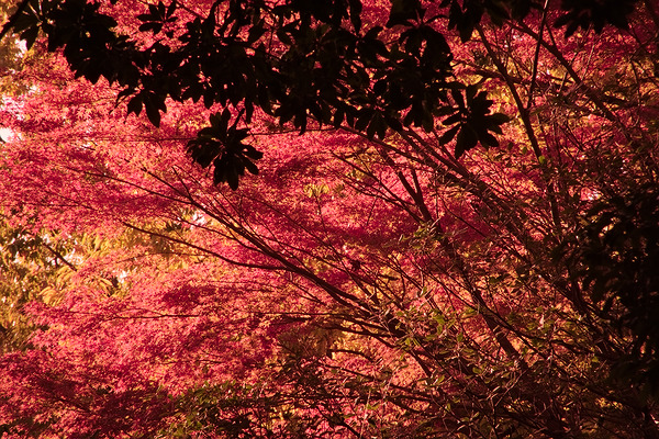 府中の森公園 紅葉
