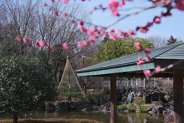 府中の森公園 日本庭園 梅