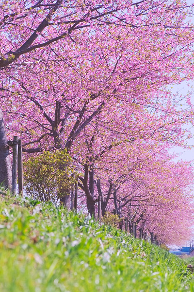 富士見市第2運動公園 河津桜