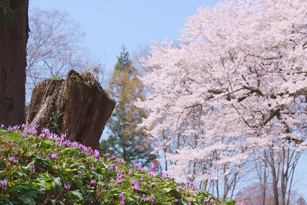 鉢形城公園 カタクリ 桜 氏邦桜
