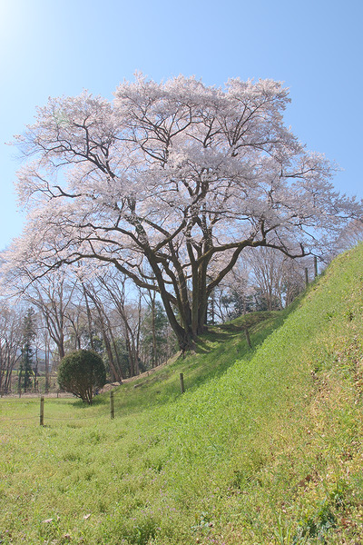 鉢形城公園 桜 氏邦桜
