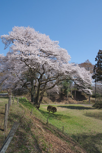 鉢形城公園 桜 氏邦桜