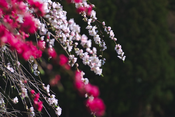 八幡神社（花桃の里） 花桃