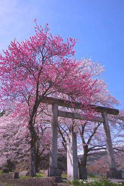 八幡神社（花桃の里） 桜 花桃