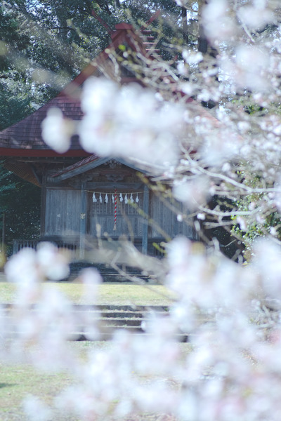 八幡神社（花桃の里） 桜