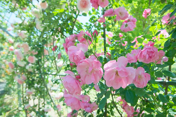 平成の森公園 バラ