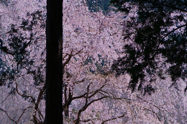 日枝神社 枝垂れ桜