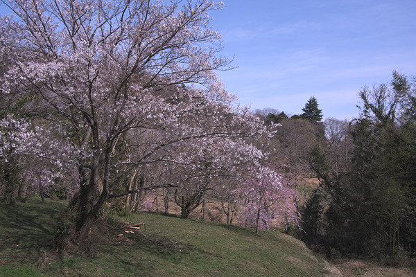 日枝神社 桜