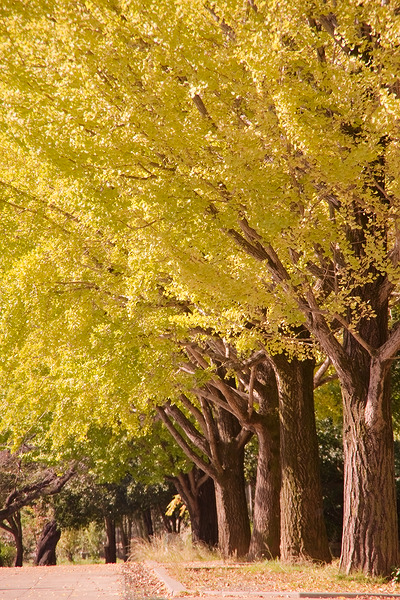 光が丘公園 紅葉 イチョウ並木