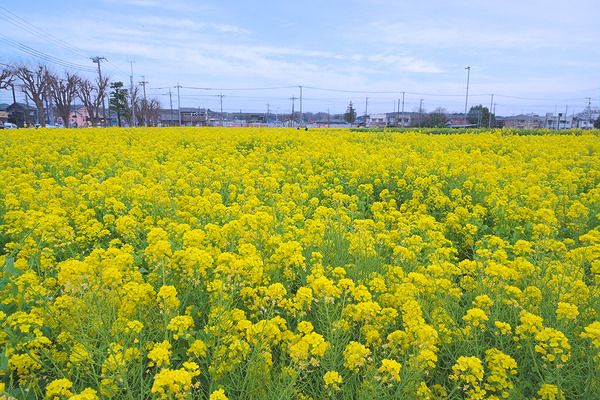 ひまわりガーデン武蔵村山 菜の花