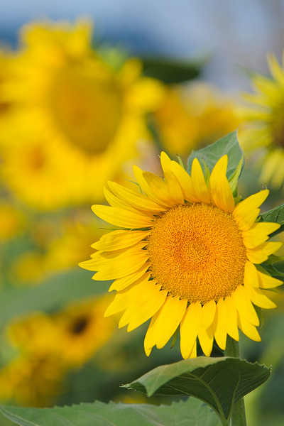 堀兼のひまわり畑 ひまわり