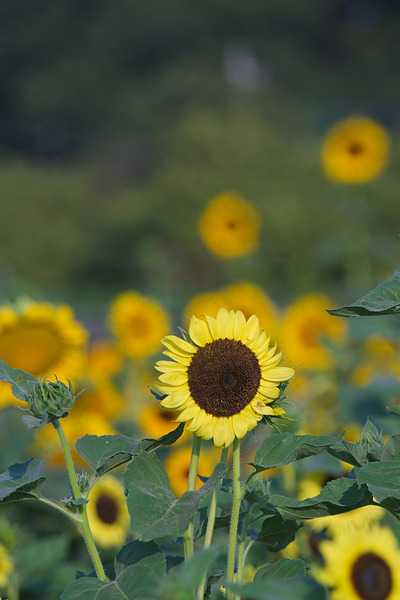 堀兼のひまわり畑 ひまわり