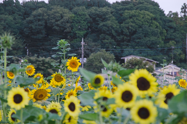 堀兼のひまわり畑 ひまわり