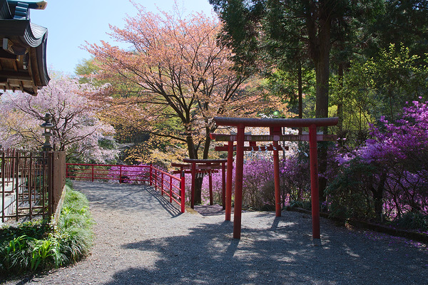 今熊神社 拝殿 ミツバツツジ 桜