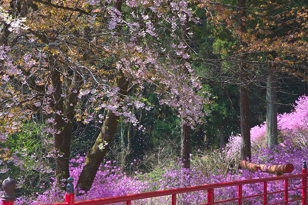 今熊神社 ミツバツツジ 桜 桜吹雪